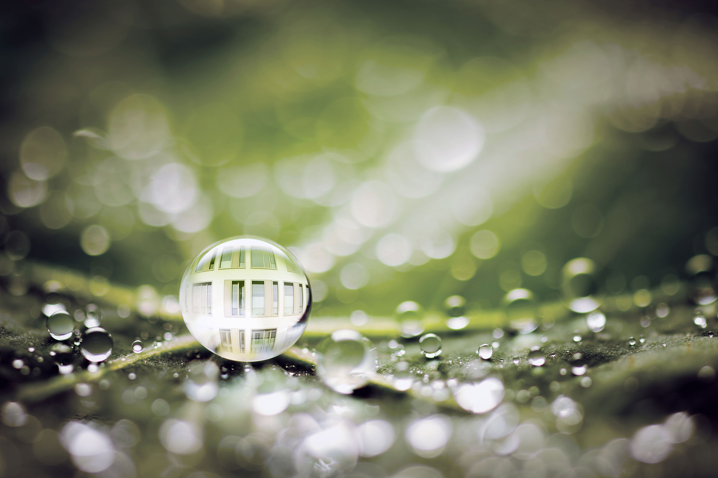 Bionik bei Sto: Wassertropfen auf grünem Blatt, bionische Fassadenfarbe