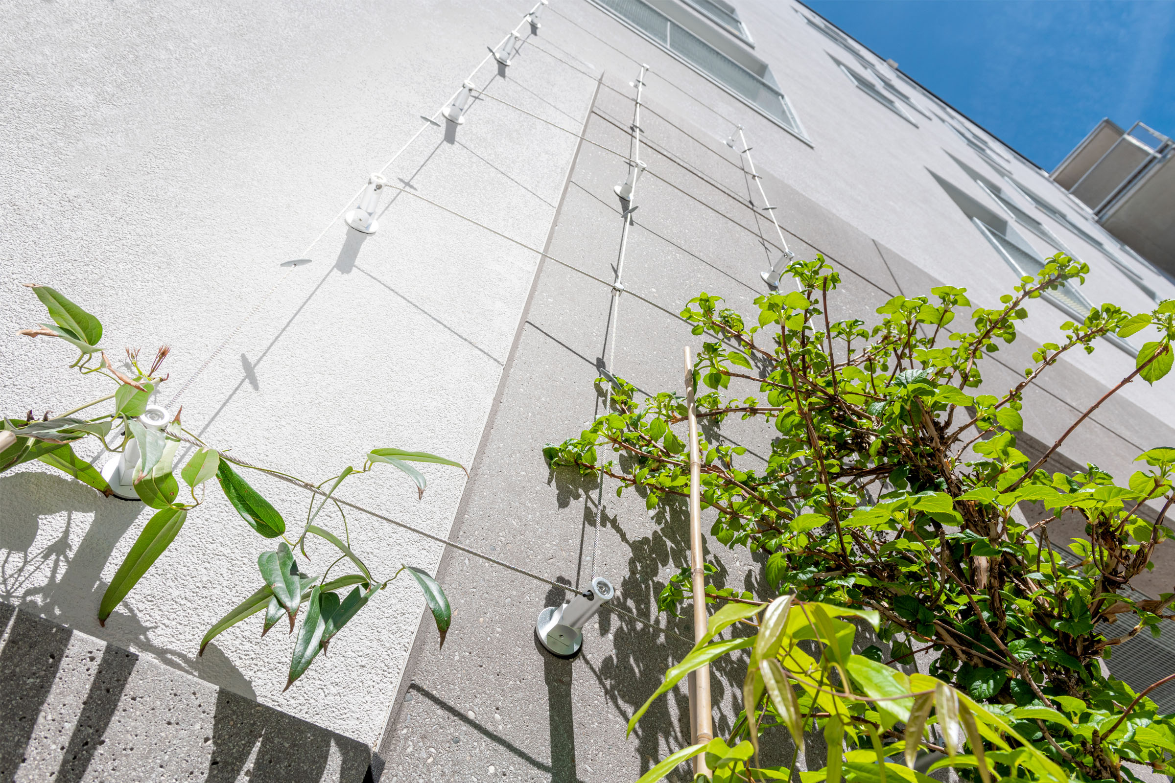 Begrünte Fassaden: Sichere Rankhilfen für WDVS-Fassaden