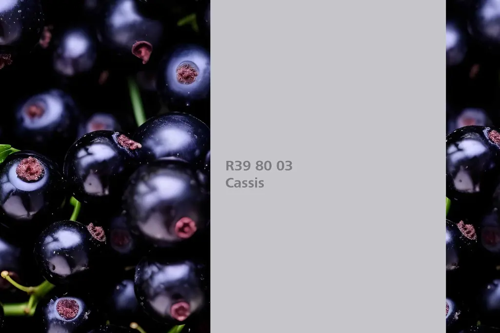 Farbton Cassis, Färberpflanze schwarze Johannisbeere Ribes Nigrum, Sto Wandfarben