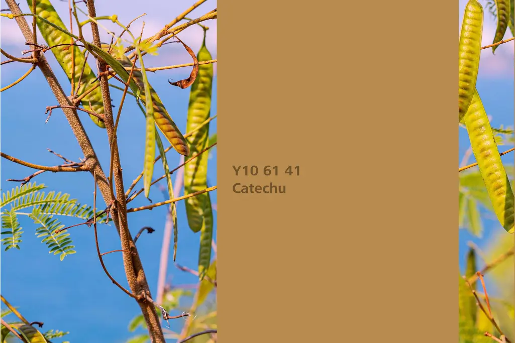 Farbton Catechu, Färberpflanze Gerber-Akazie (Senegalia catechu)