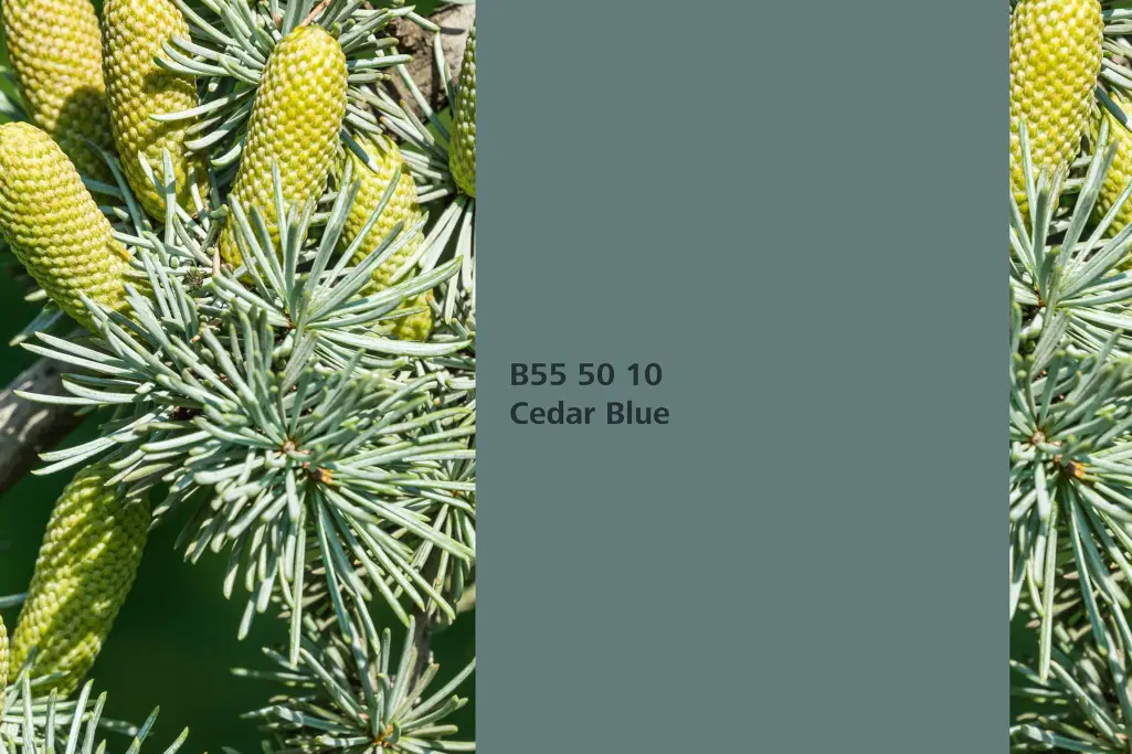Farbton Cedar Blue, Assoziation blaue Atlas-Zedernadeln (Cedrus) 