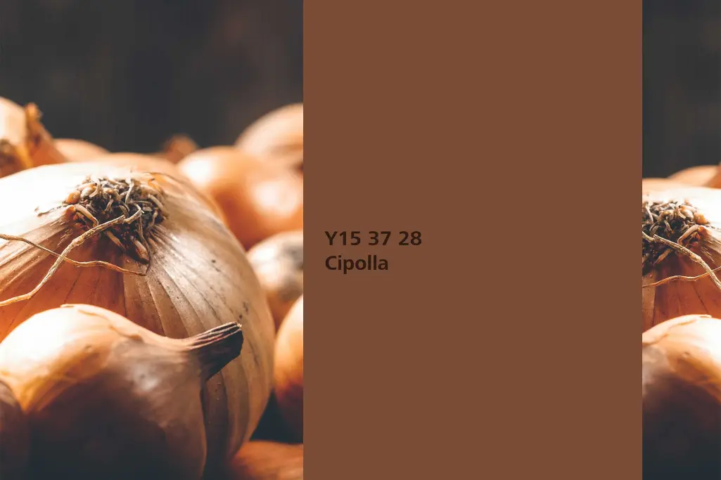 Farbton Cipolla, Färberpflanze Zwiebel (Allium cepa),  Farbpalette Sto Wandfarben 