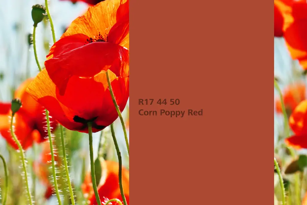 Farbton Corn Poppy Red, Färberplfanze Klatschmohn, Naturfarbton der Interior Colors 24+ von Sto