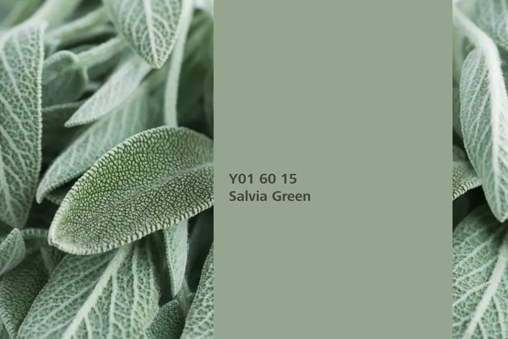 Farbton Salvia Green, Färberpflanze echter Salbei, Farbpalette Sto Interior Colors 24+