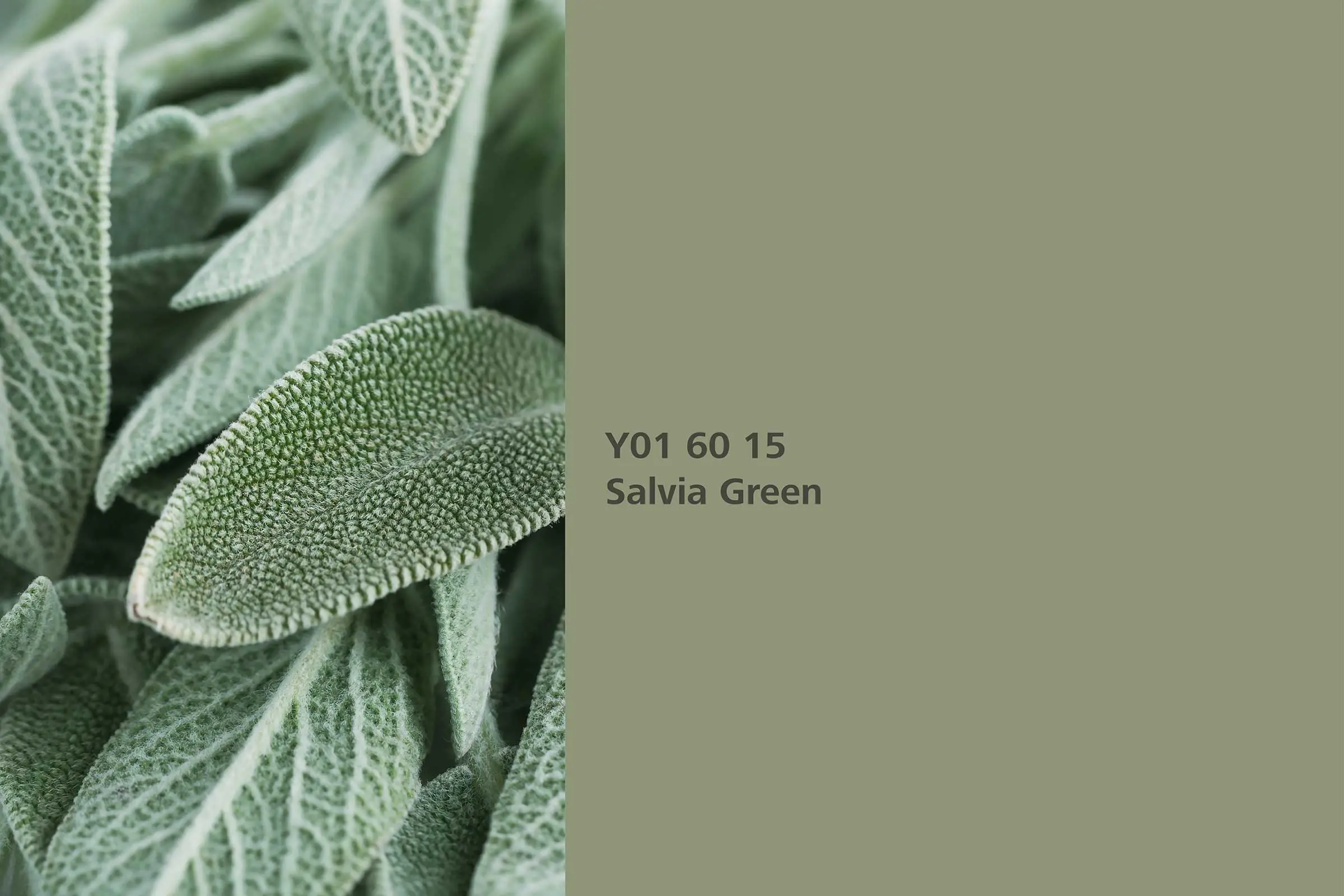 Interior Colors 24+: Farbton Salvia Green (Salbei Grün) aus echtem Salbei