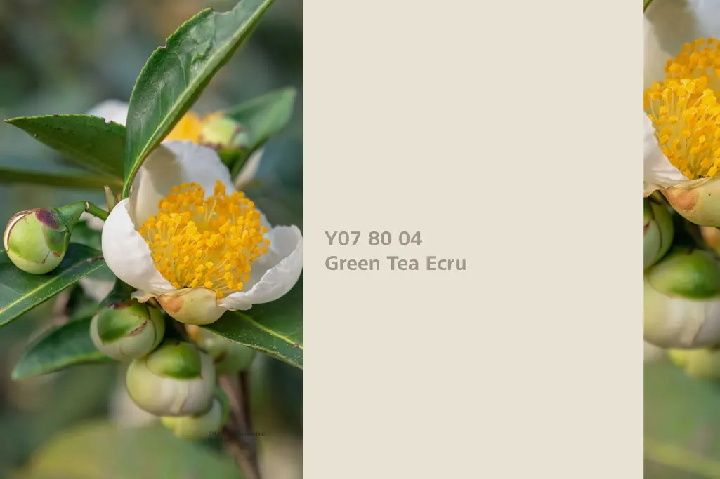 Green Tea Ecru, Färberpflanze Grüner Tee Camellia,   Farbpalette Sto Wandfarben Interior Colors 24+