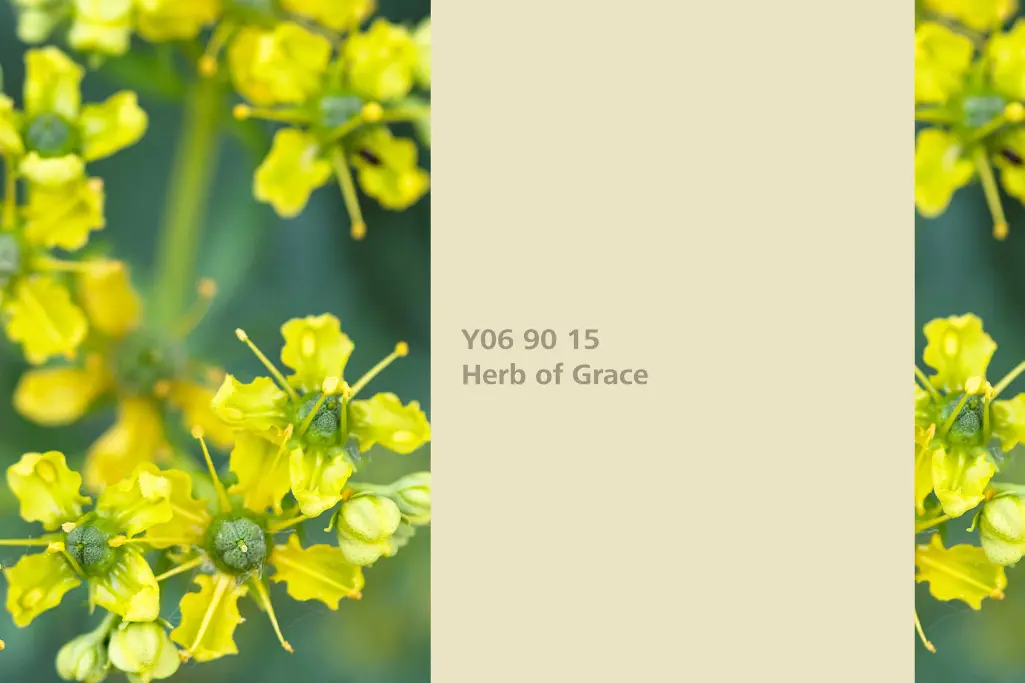 Farbton Herb of Grace, Färberpflanze echte Weinraute,  Farbpalette Sto Wandfarben Interior Colors 24