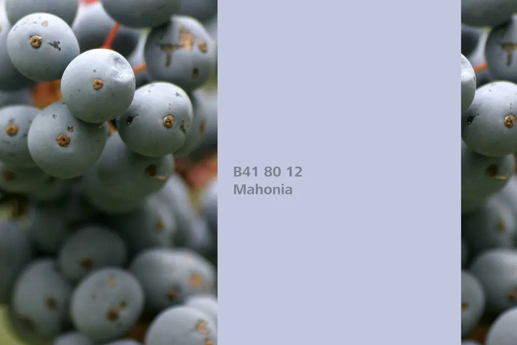 Farbton Mahonia, Färberpflanze Mahonie (Mahonia aquifolium), Farbpalette Sto Wandfarben