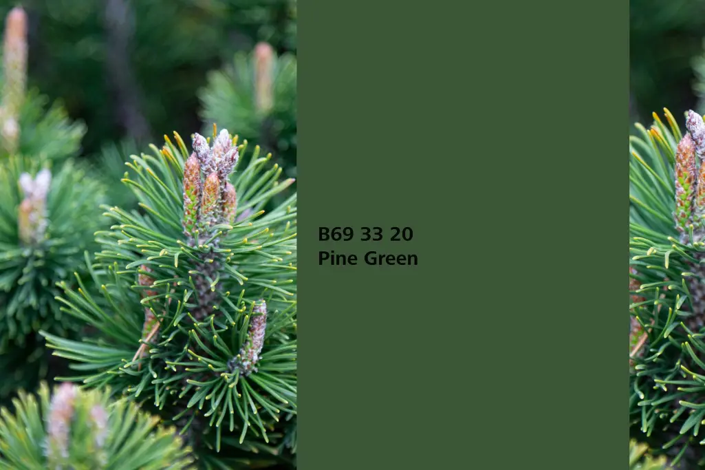 Farbton Pine Green, Assoziation Waldkiefernadeln (Pinus sylves) Farbpalette Sto Wandfarben