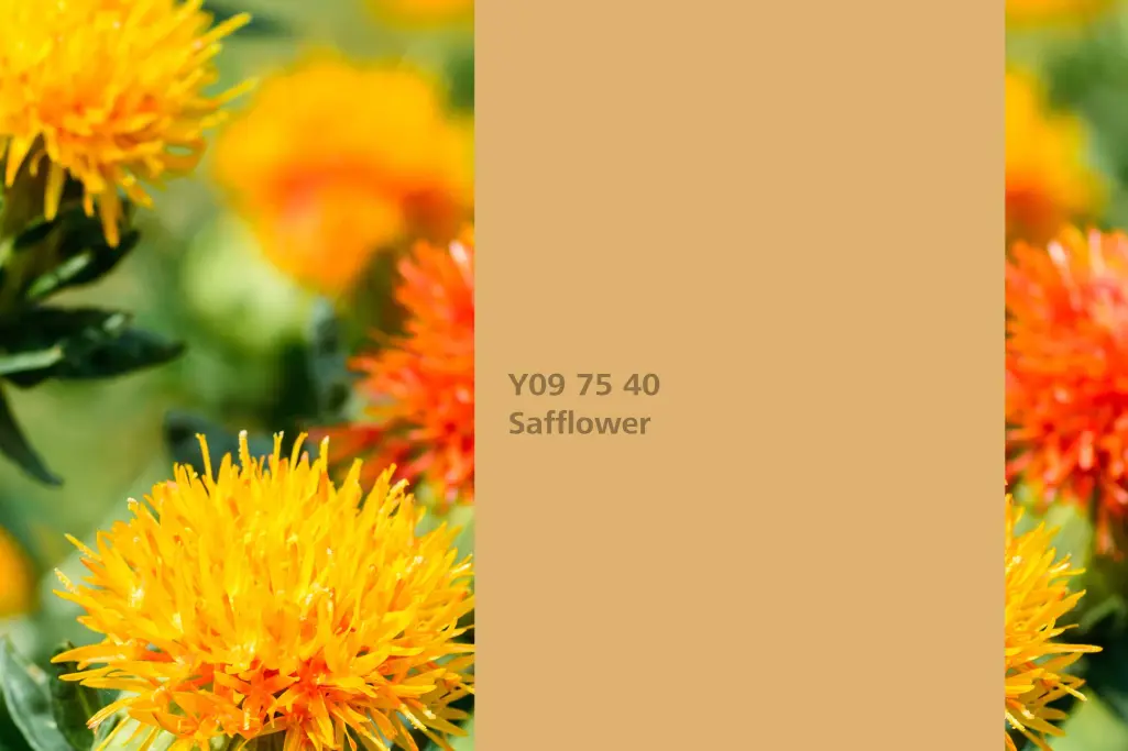 Farbton Safflower, Färberpflanze Färberdistel,  Farbpalette Sto Wandfarben Interior Colors 24+
