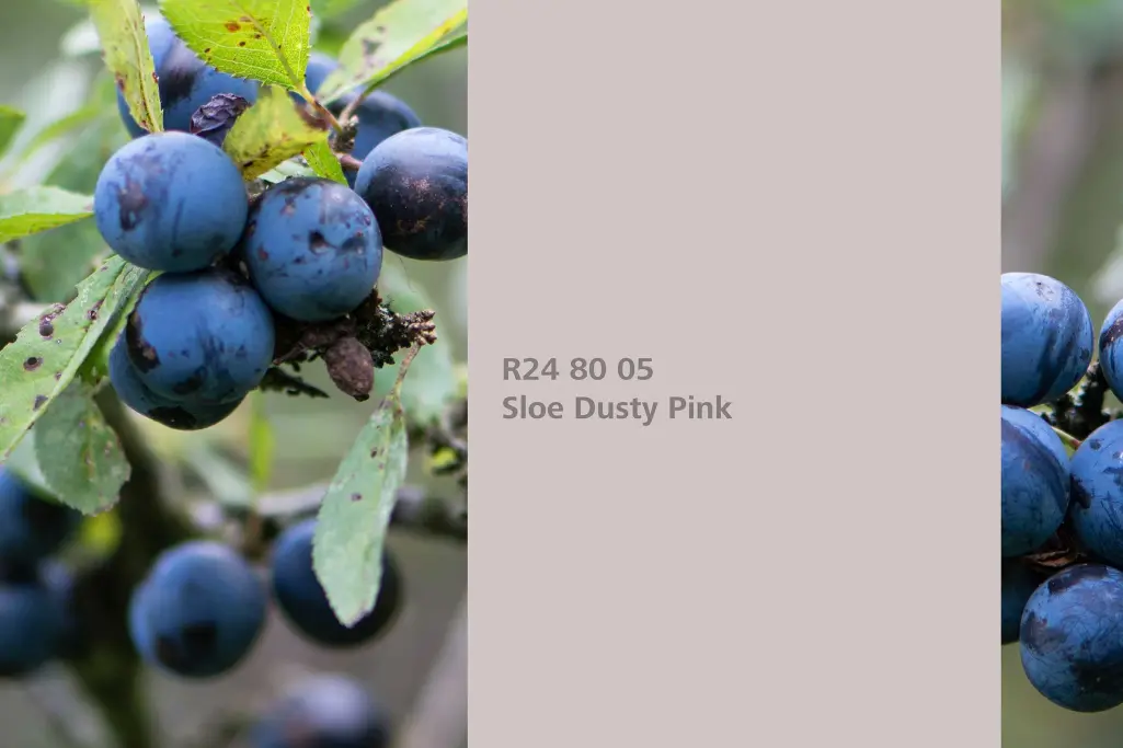 Farbton Sloe Dusty Pink, Färberpflanze Schlehdorn / Schwarzdorn, Farbpalette Sto Wandfarben