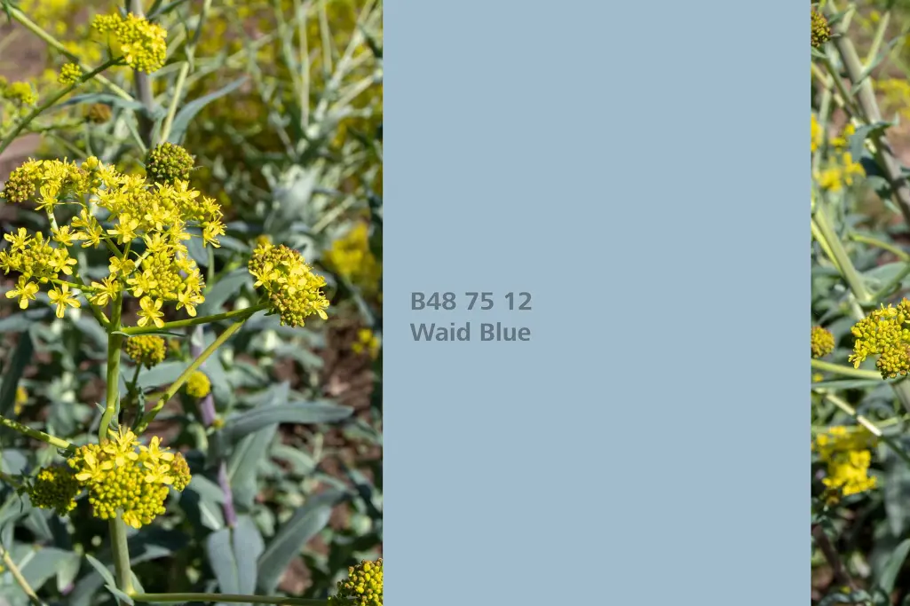 Farbton Waid Blue, Färberpflanze Färberwaid (Isatis tinctoria), Farbpalette Sto Wandfarben